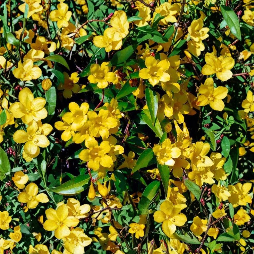 Carolina Jasmine Seeds - 300+ Pack - Gelsemium sempervirens - Fragrant Yellow Jessamine Vine - Fast Growing Privacy Screen