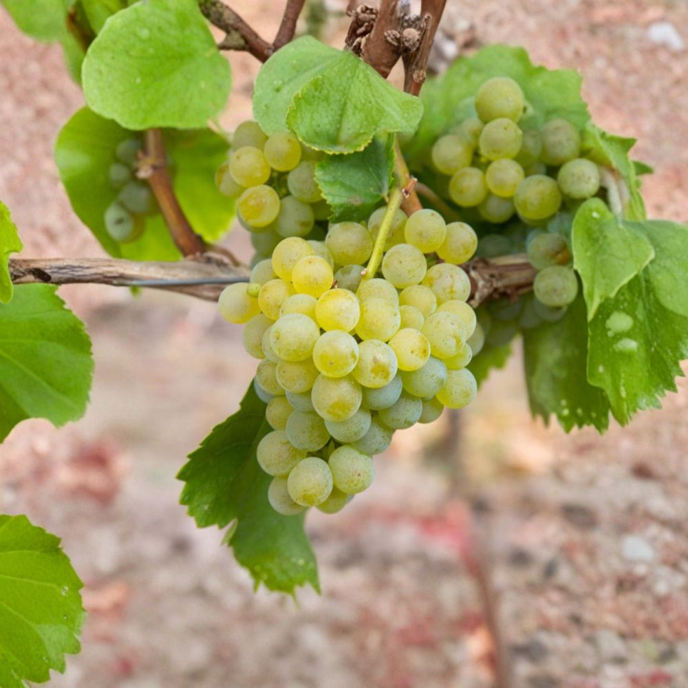Müller-Thurgau Grape Vine - Live Potted Plant | White Wine Variety | Vitis vinifera | Cold Hardy, Garden Friendly