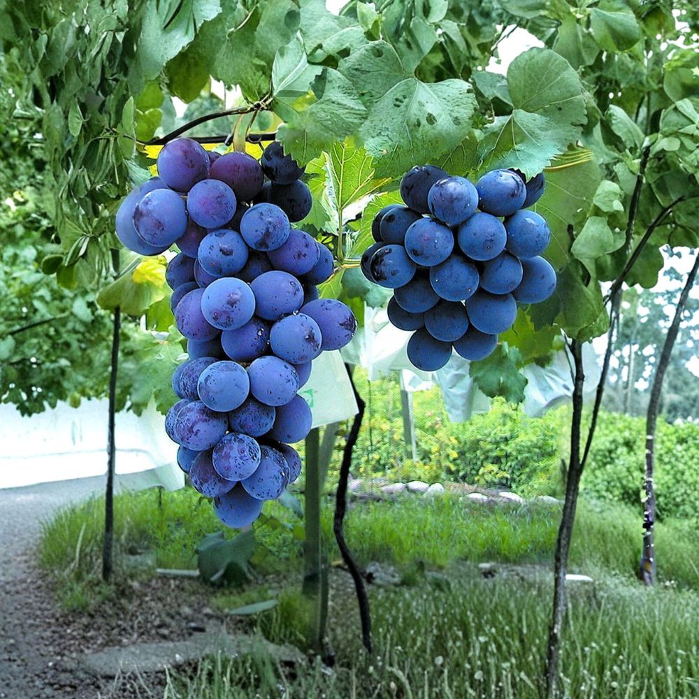 Kyoho Grape Cuttings 6 Pack - Vitis vinifera Japanese Giant Sweet Grapes for DIY Propagation - 巨峰葡萄