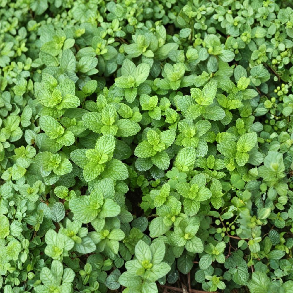 Spearmint Cuttings | 3 Organic Unrooted Cuttings | Culinary Herb | Mentha spicata | Easy to Grow for Home Garden