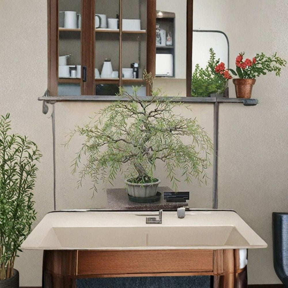 Dragon Willow Bonsai Cutting - Thick Trunk Curly Willow - Salix matsudana ‘Tortuosa’ - Bare Root | Fast Growing Indoor Outdoor