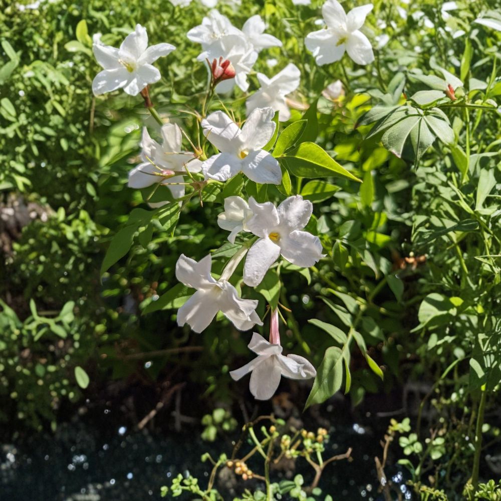 Jasmine Officinale Vine - Live Plant in Quart Pot | Cold Hardy Climbing Jasmine | Fragrant White Flowers | Jasminum officinale