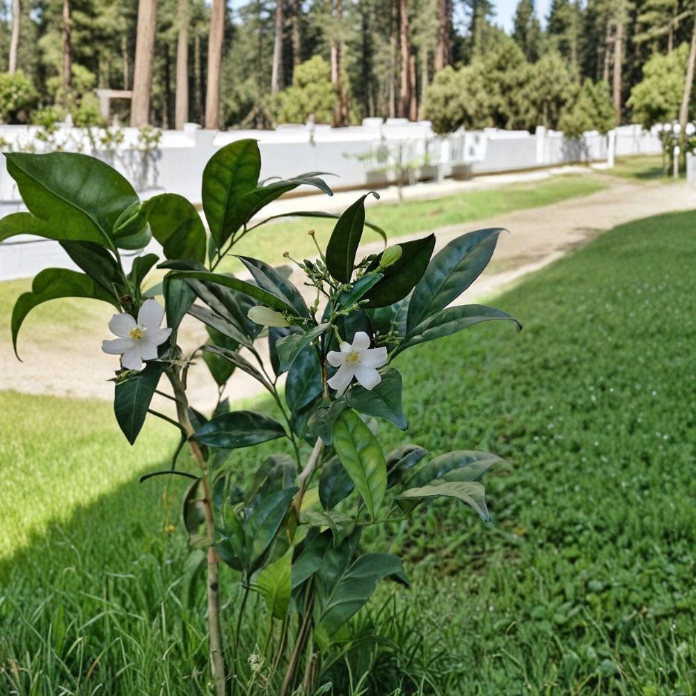 Dwarf Orange Jasmine Seeds 5 Pack | Fragrant Compact Shrub | Murraya paniculata Short Variety for Indoor Outdoor Growing