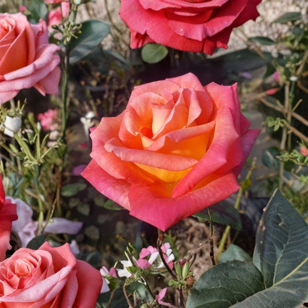 Mikado Hybrid Tea Rose Plant | 2 Gallon | Scarlet Yellow Bi-Color Blooms | Rosa Hybrid Tea Group 'Mikado'