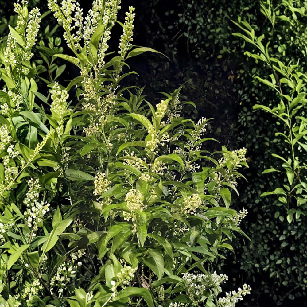 Night Blooming Jasmine Set of 2 Plants | Cestrum nocturnum | Fragrant Indoor Outdoor Shrubs | Fully Rooted in Pot