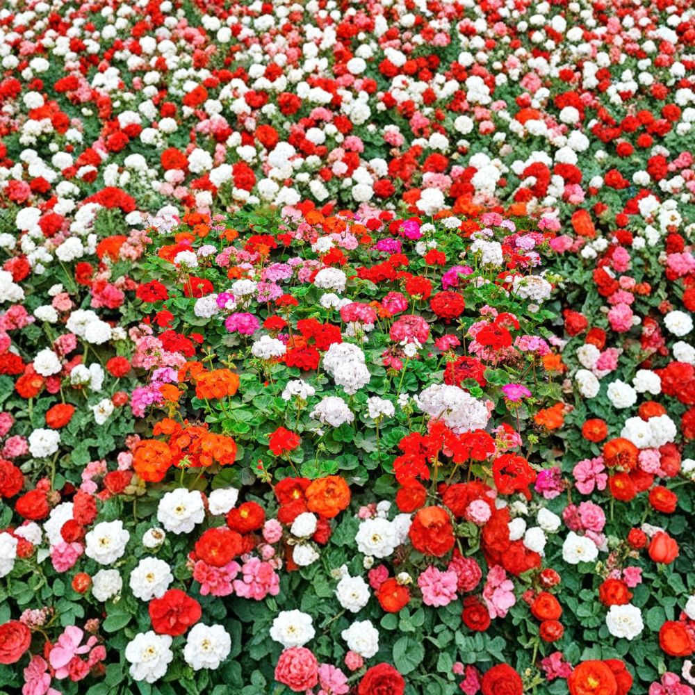 Mixed Color Geranium Seeds - 10 Pelargonium Zonale F2 Mix - Pink Purple Red Salmon White Blooms for Garden & Patio