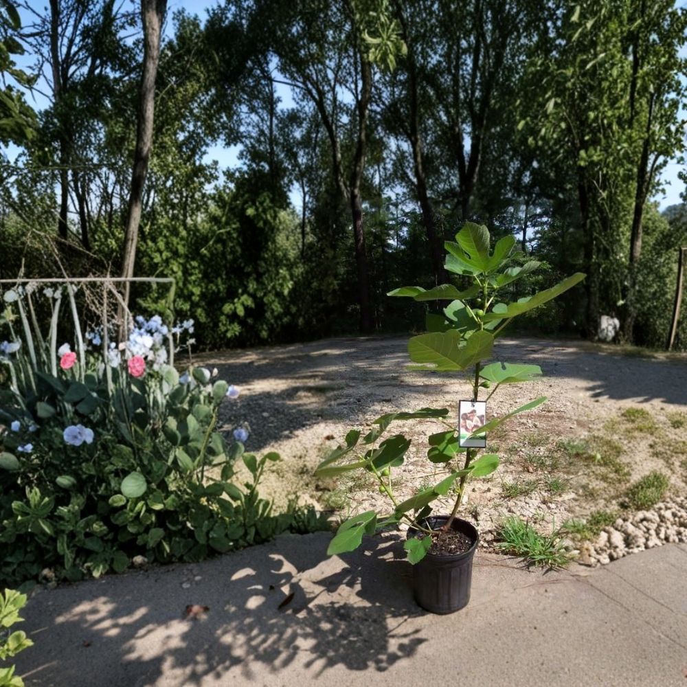 Texas Everbearing Fig Tree | 1 Gallon Live Plant | Sweet Fruit Producer | Ficus carica | Easy to Grow, Root-Wrapped Plant