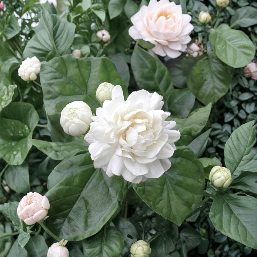 Grand Duke of Tuscany Jasmine Plant | 2-8 Inch Rooted Starter | Double Flower Arabian Jasmine | Jasminum sambac