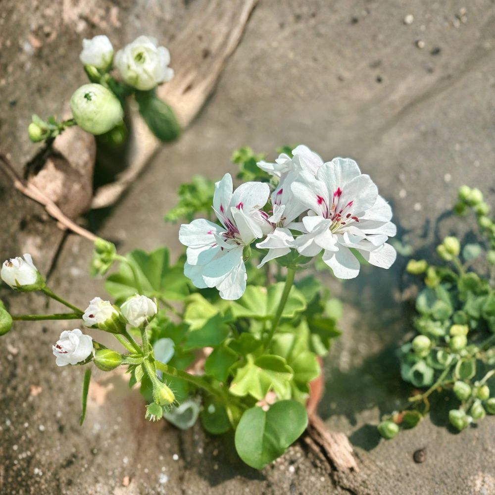 White Geranium Live Plant in 6-Inch Pot - Blooming Pelargonium Flower for Outdoor Patio & Garden - Pelargonium spp.