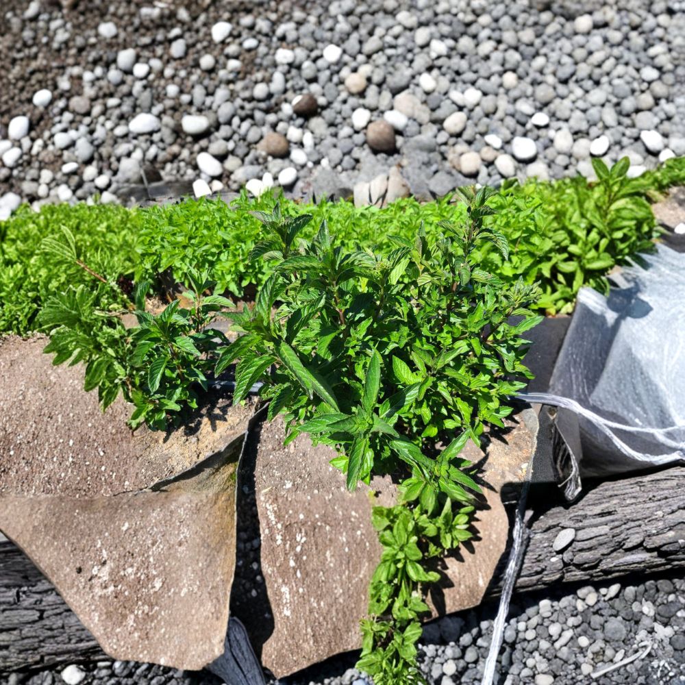 Sweet Pear Mint Cuttings | 6 Unrooted Organic Herb Cuttings | Mentha × piperita ‘Sweet Pear’ | Pear-Scented Culinary Mint
