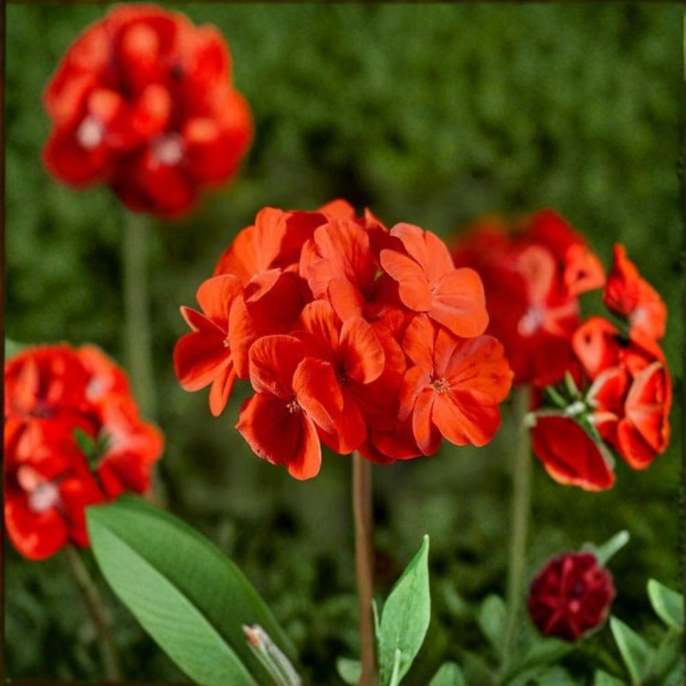 Geranium Seeds - 1,000 Count Pinto Premium Scarlet Deep - Pelargonium x hortorum - Vibrant Hot Deep Scarlet Blooms, Easy to Grow