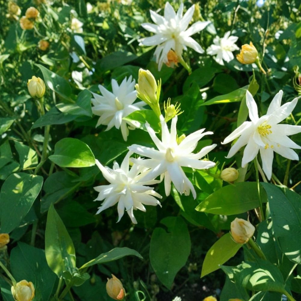 Belle of India Jasmine Plant | Live Starter Plant in Pot | Double Flowering, Fragrant | Jasminum sambac | Indoor Outdoor