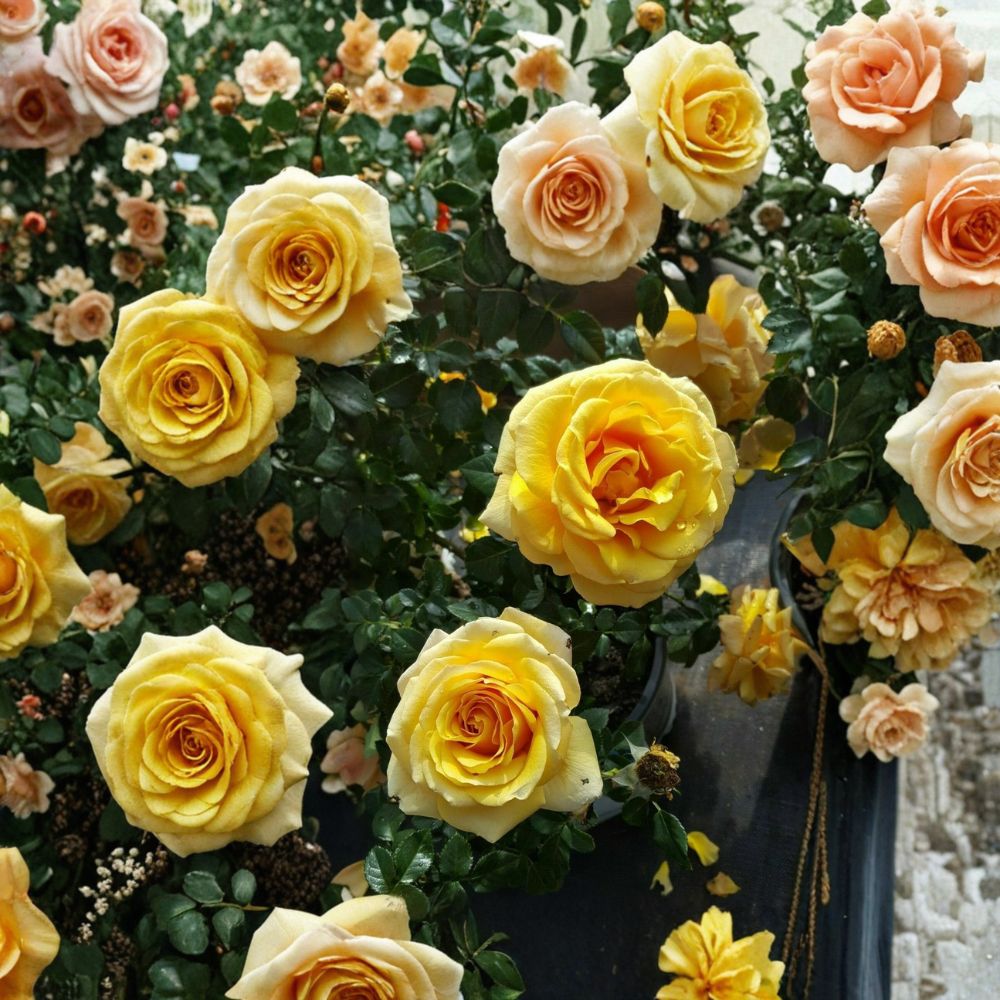 St. Tropez Floribunda Rose Bush | 3 Gallon Live Plant | Abundant Blooms | Rosa Floribunda 'St. Tropez' | One-Year-Old