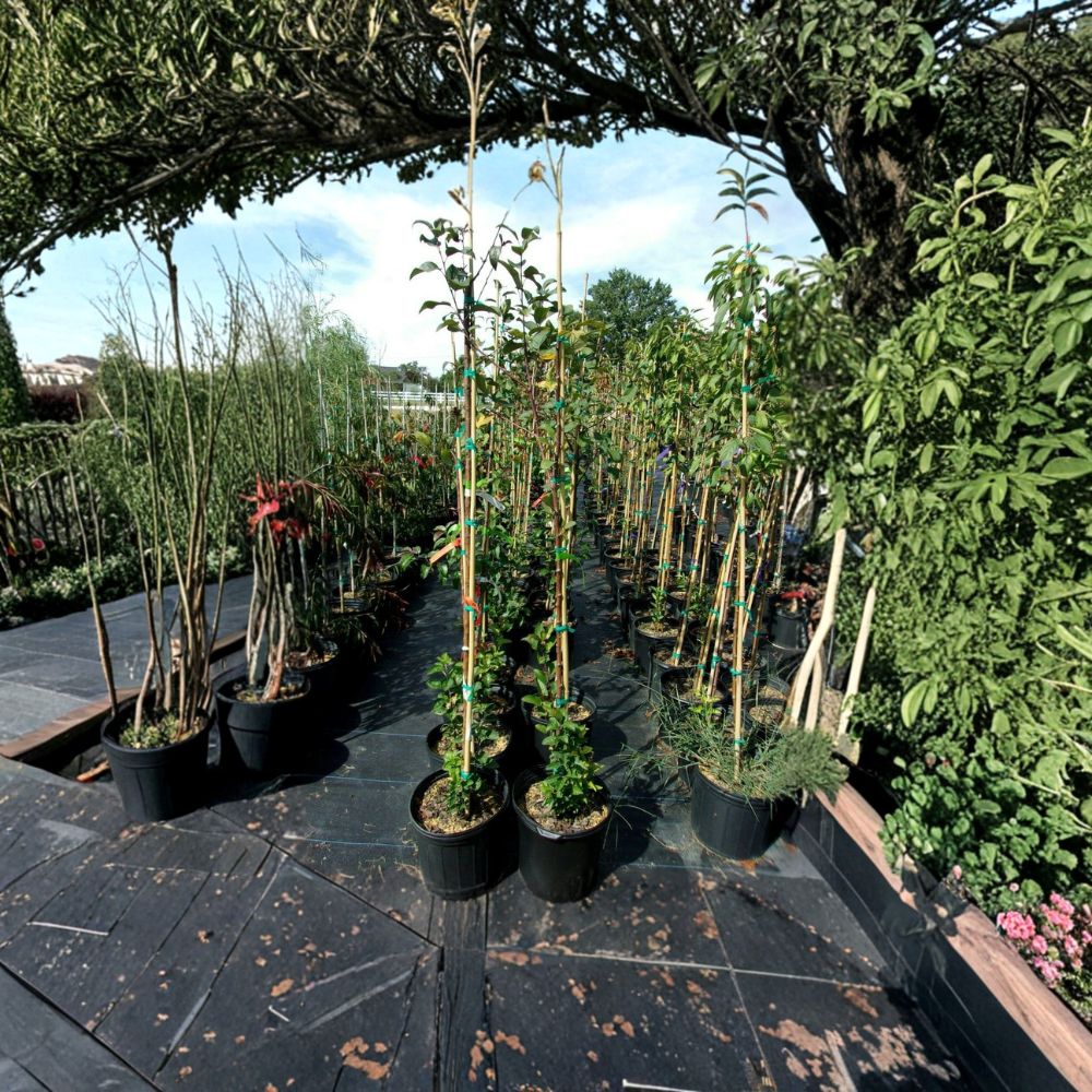 Prairiefire Flowering Crabapple Tree Live Plant | 4-6 Feet | Red Blooms | Malus × robusta | Ornamental Landscape Tree