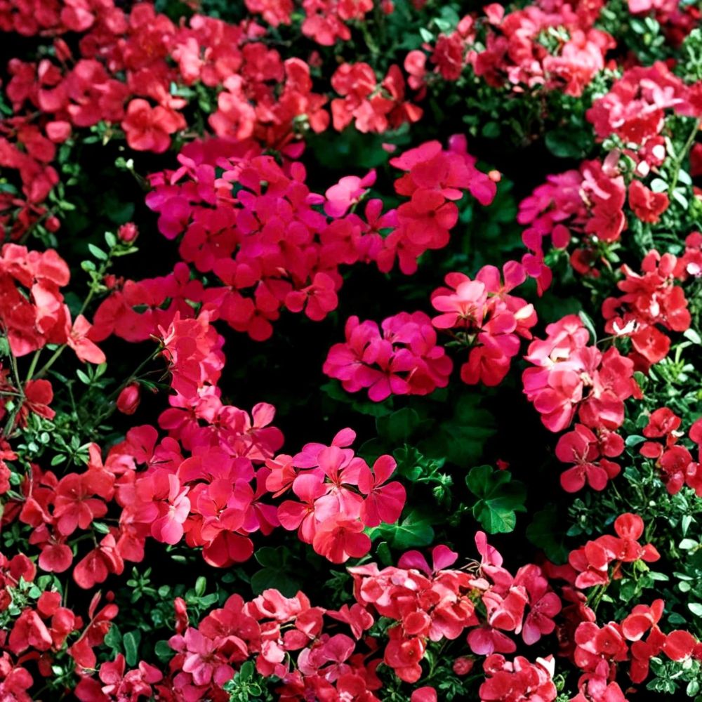 Fuchsia Ivy Leaf Geranium Seeds - Pelargonium Summer Showers - Trailing Flower Seeds - Hummingbird Friendly Garden Plant