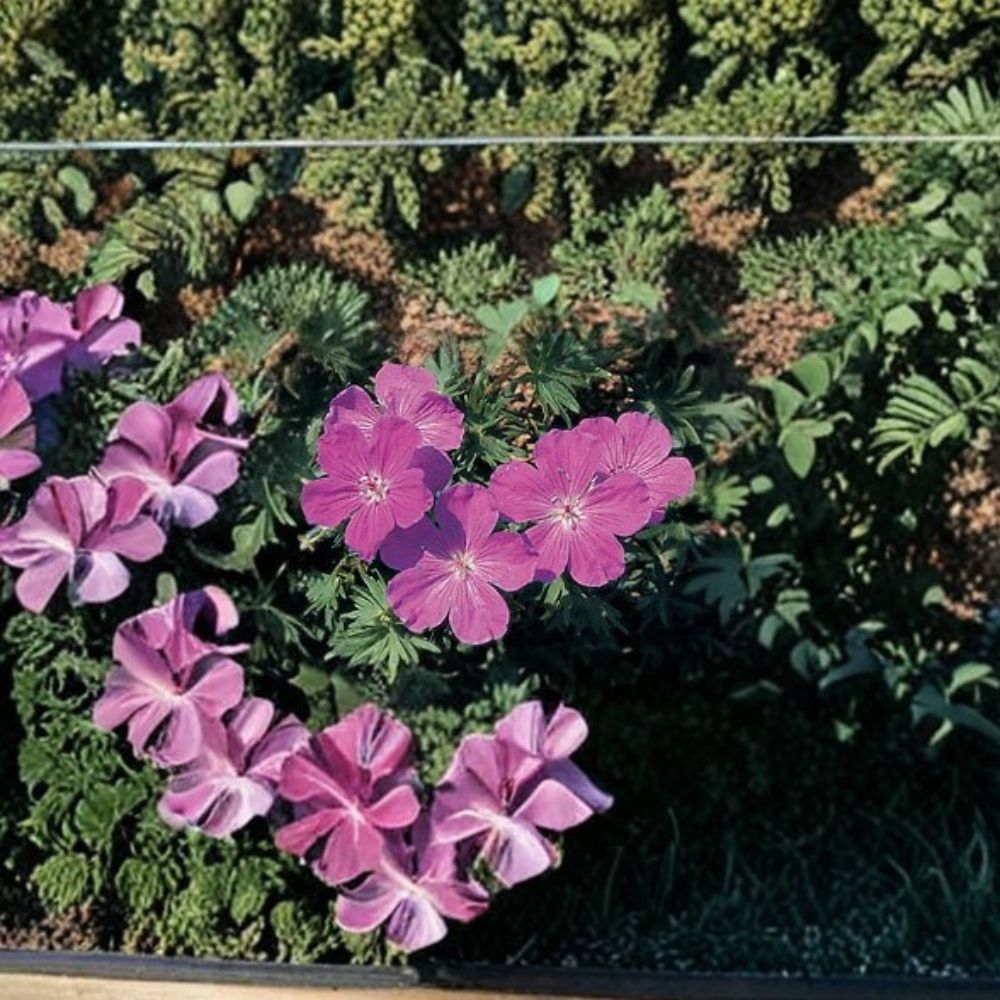 Geranium Seeds | 1,000 Seeds | Vision Violet Cranesbill | Geranium sanguineum | Hardy Perennial | Pollinator Friendly