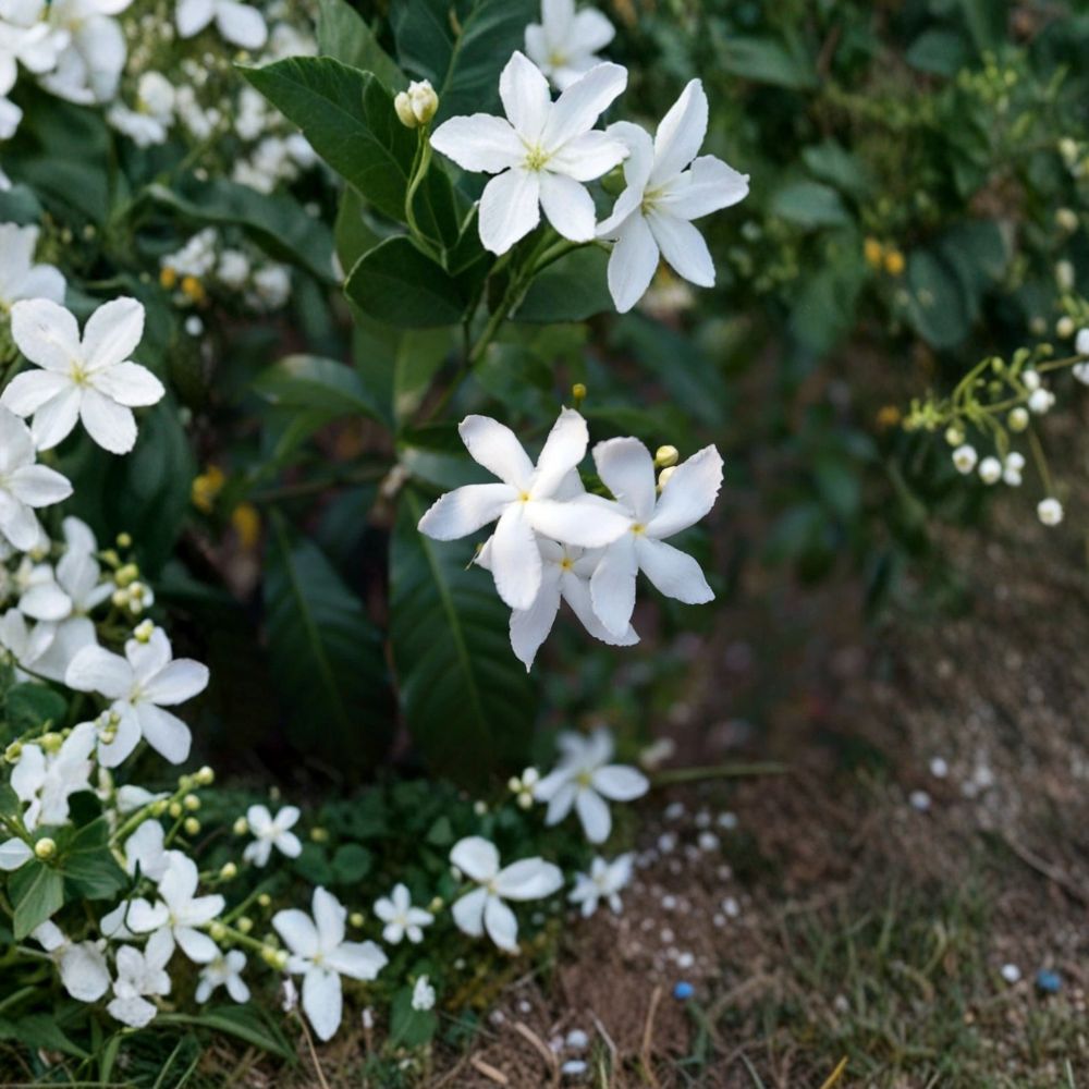 Jasminum trichotomum Seeds | 5 Rare Fragrant Three Forked Jasmine Seeds | Exotic Flowering Garden Vine