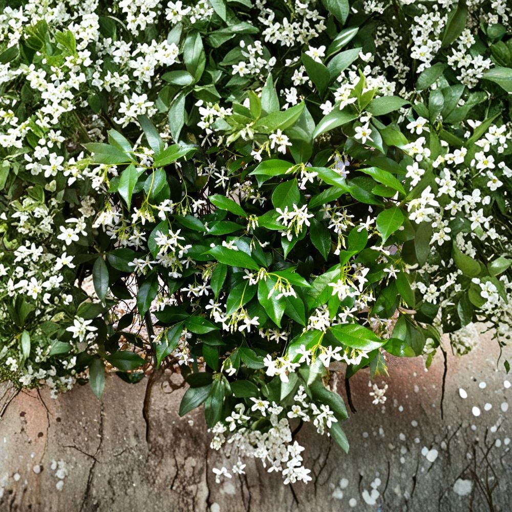 Star Jasmine Cuttings 6 Pack | Organic Trachelospermum jasminoides | Fragrant White Flowers | Indoor & Outdoor Vine