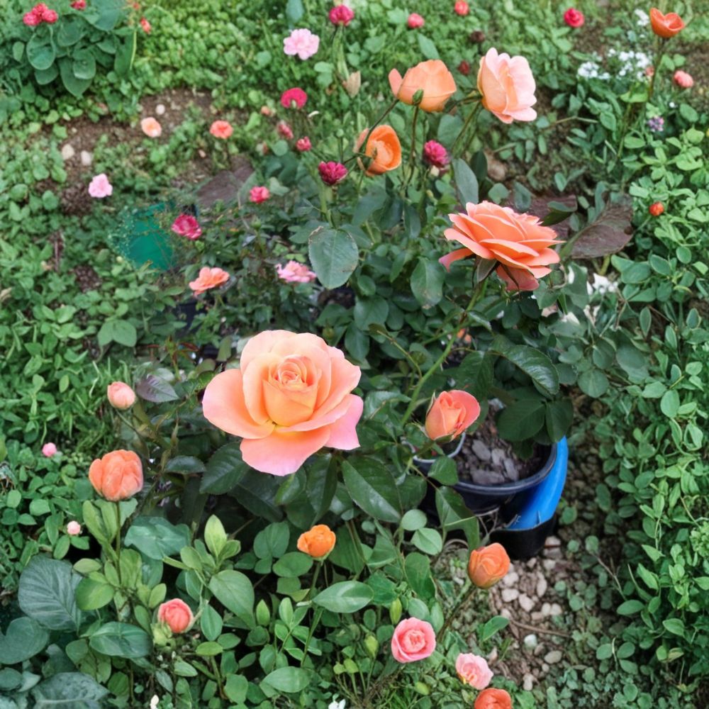 New Year Grandiflora Rose Bush | 3 Gallon Live Plant | Vibrant Orange Blooms | Rosa Hybrid | One-Year-Old Established Plant