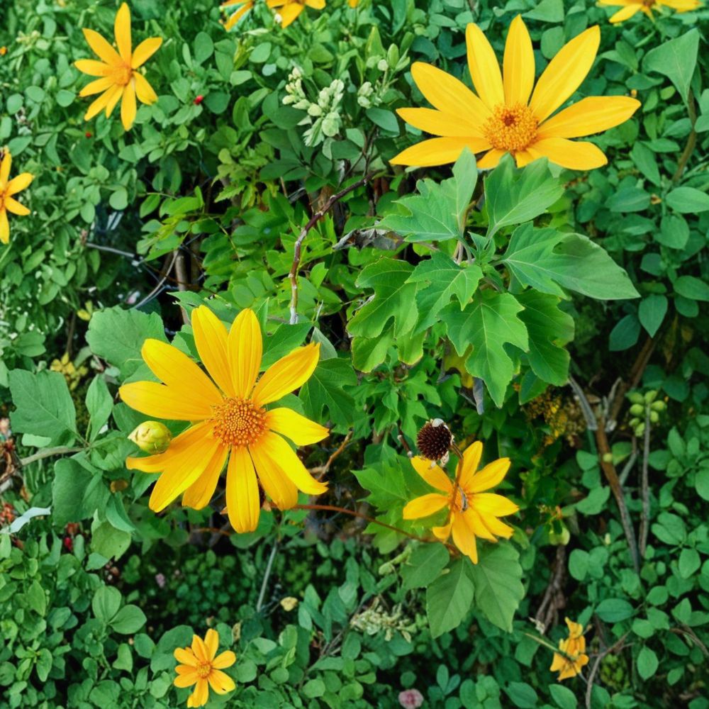 Perennial Mexican Sunflower Cuttings - 6 Organic Unrooted Tithonia diversifolia - Fast Growing Tree Marigold for Pollinator Gardens
