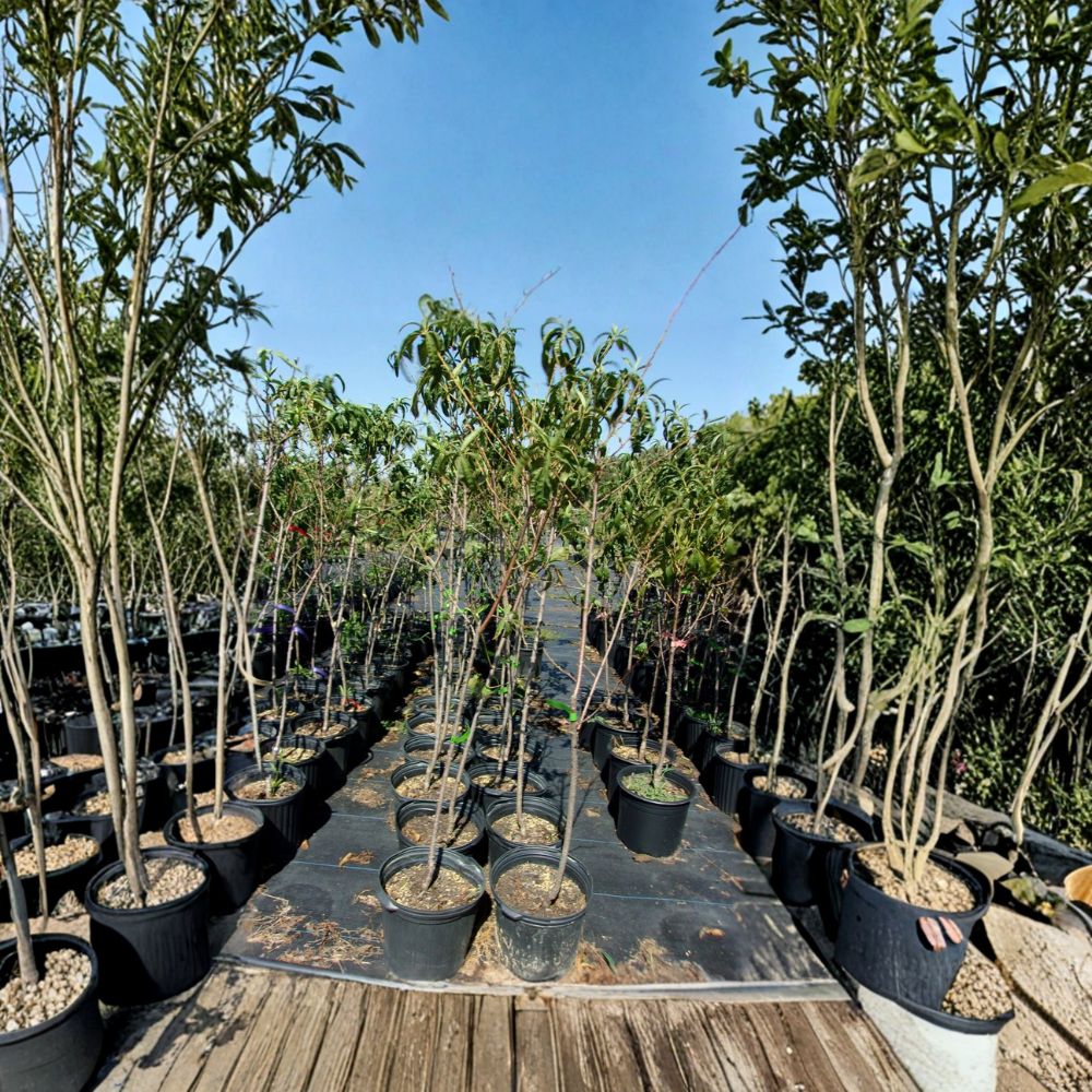 Jefferson Peach Tree Live Plant | Sweet Freestone Variety | Prunus persica | Self-Pollinating, Easy to Grow, 4-6 Feet Tall