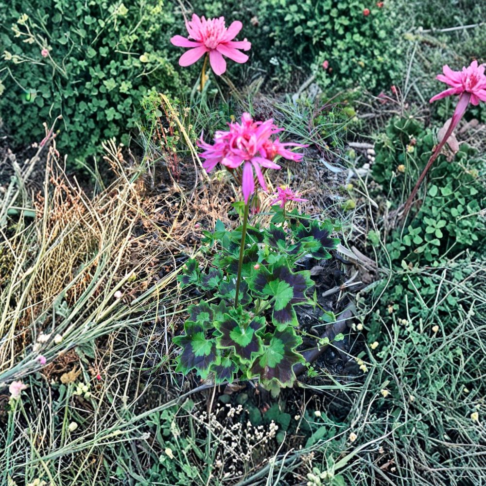 Rare Spiky Pink Pelargonium Cutting | Salmon Pink Geranium | Live Plant Cutting | Easy to Root | Pelargonium spp.
