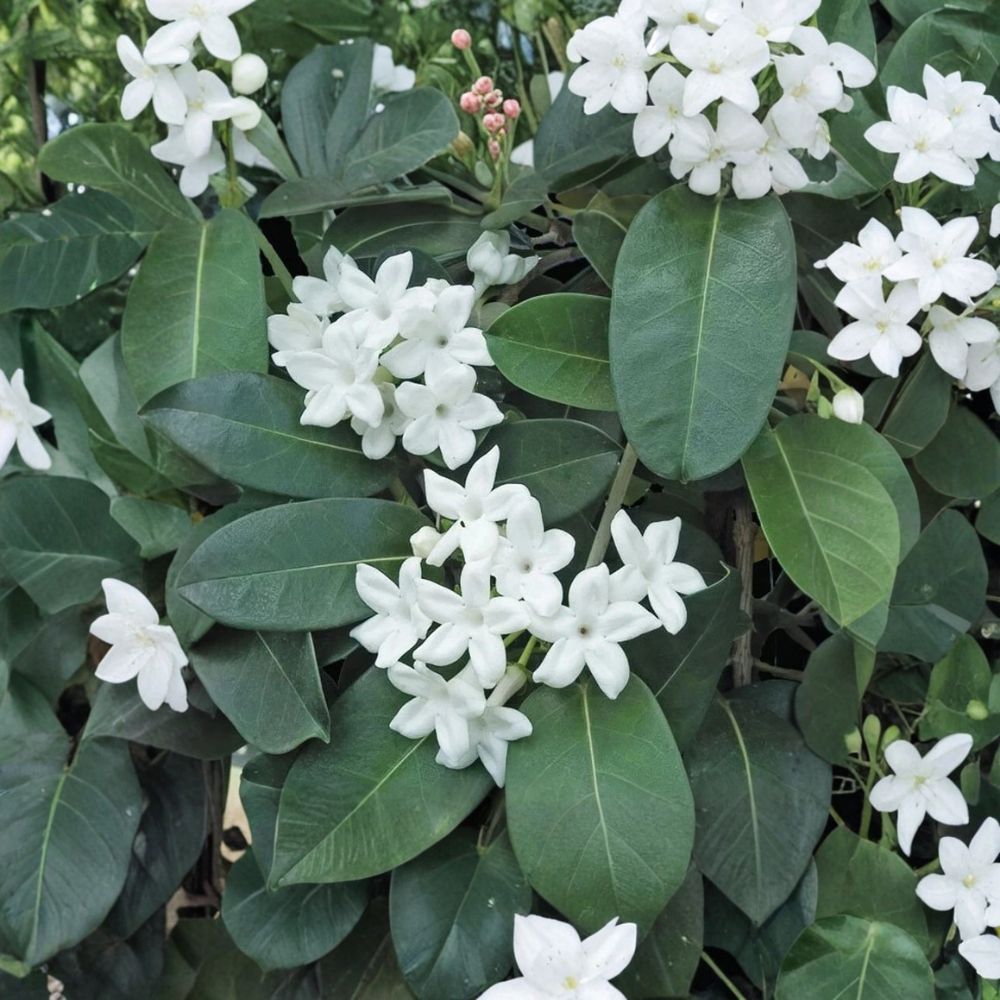 Madagascar Jasmine Plant Starter 2–8 Inches Fragrant White Bloom Vine Stephanotis floribunda Potted Indoor & Patio Plant