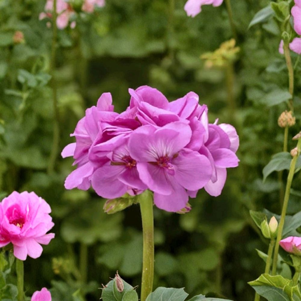 Calliope Lavender Geranium Plug Plant - Large Well-Rooted Pelargonium - Vibrant Lavender Flowers for Container Gardens