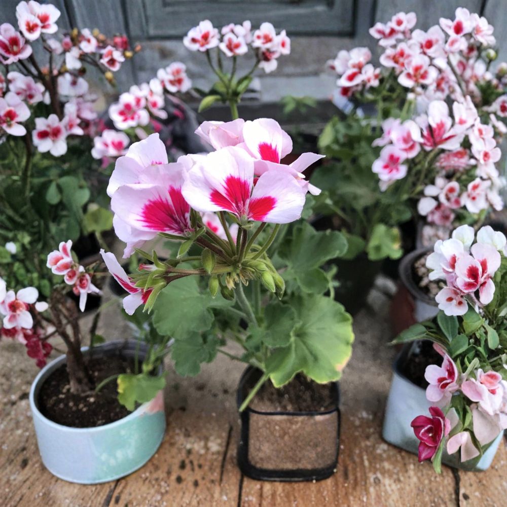 Rare Red & White Zonal Geranium Plant | Gallon Pot | Bi-Color Blooms | Pelargonium x hortorum | Easy to Grow for Garden & Patio