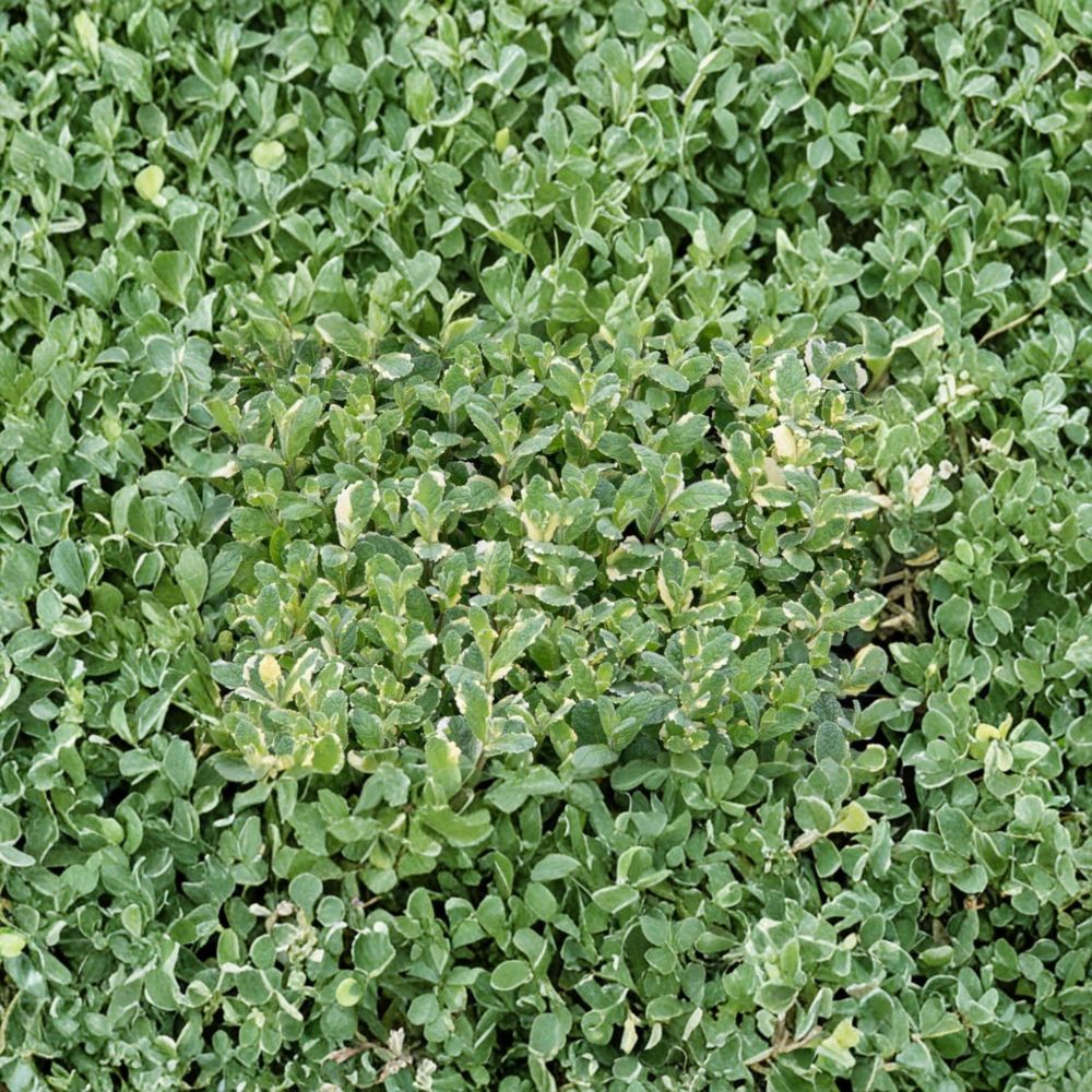 Pineapple Mint Cuttings - 3 Organic Unrooted Variegated Mint Cuttings - Mentha suaveolens ‘Variegata’ - Easy to Root Herb Plant