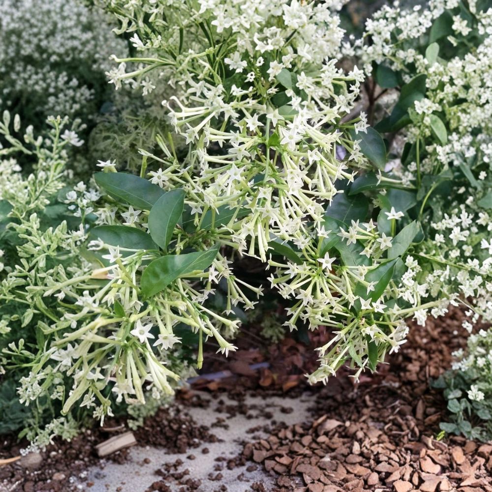 Night Blooming Jasmine Live Plant | Rooted Starter in Pot | Intensely Fragrant Night Flower | Cestrum nocturnum