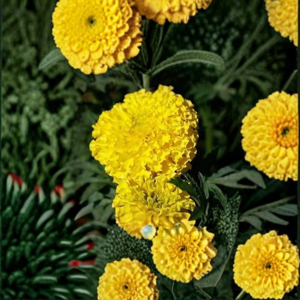 Marigold Seeds 250 Count | Coco Yellow | Tagetes erecta | Bright Yellow Cut Flowers | Tall Weather Resistant Variety
