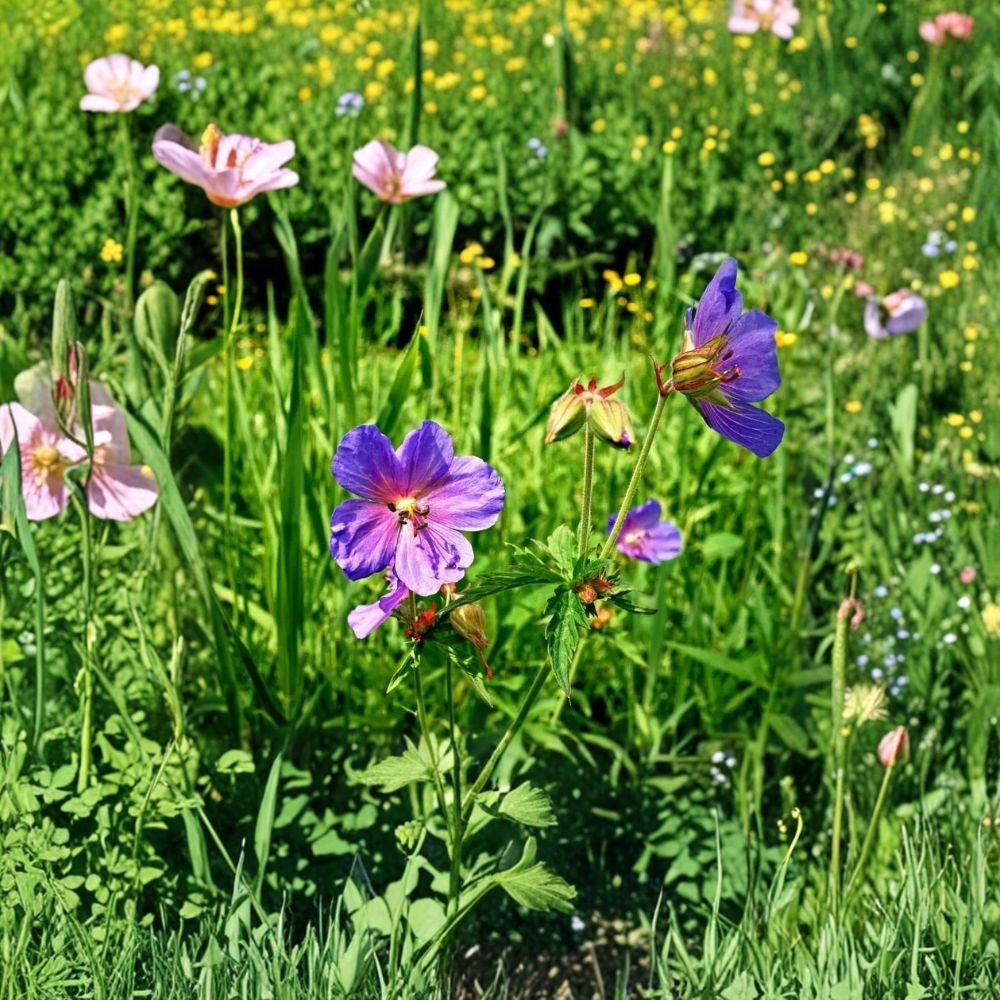 Wild Geranium Seeds - Native Perennial - Lavender-Pink Cranesbill - Geranium maculatum - Pollinator Friendly Shade Garden