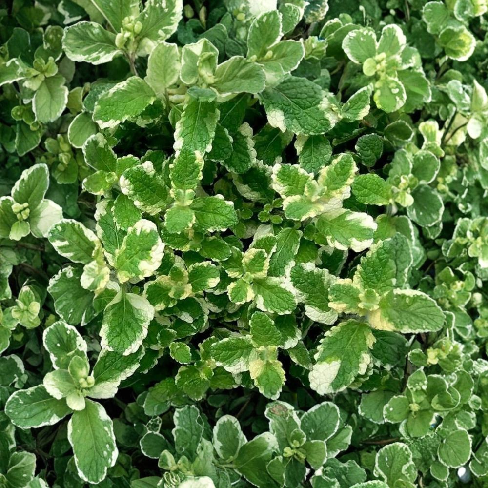 Pineapple Mint Cuttings - 6 Unrooted Organic Variegated Mint Cuttings - Mentha suaveolens ‘Variegata’ - Easy to Root Herb Plant