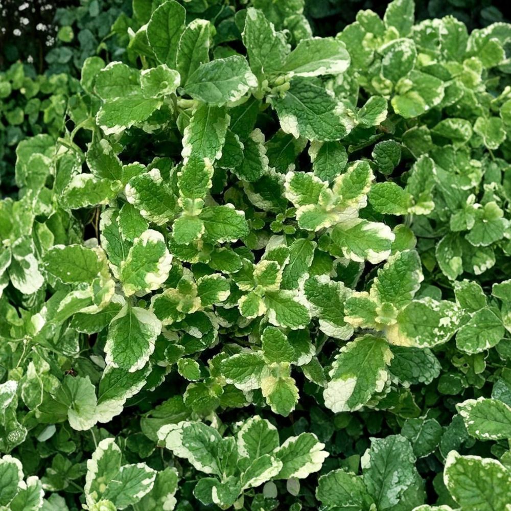 Pineapple Mint Cuttings | 12 Unrooted Organic Cuttings | Variegated Mint | Mentha suaveolens ‘Variegata’ | Edible Herb Plant
