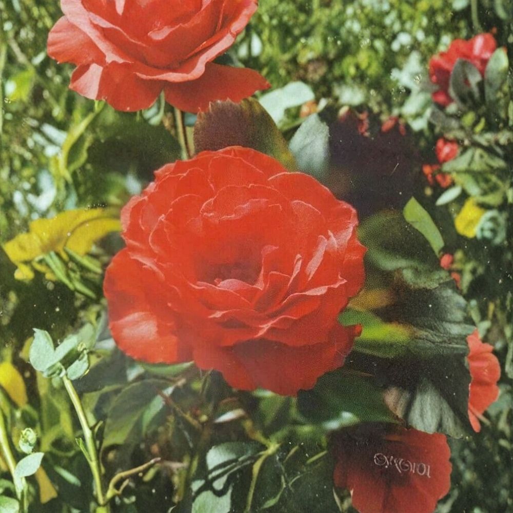 Impatient Floribunda Rose Bush | 1 Gallon | Orange Red Blooms | Rosa Floribunda 'Impatient' | Field Grown Plant