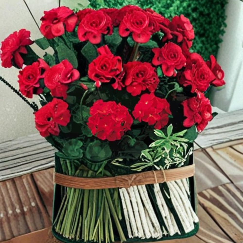 Geranium Seeds 1,000 Count Pinto Premium Red Deep | Pelargonium x hortorum | Vigorous, Easy to Grow, Compact Blooms