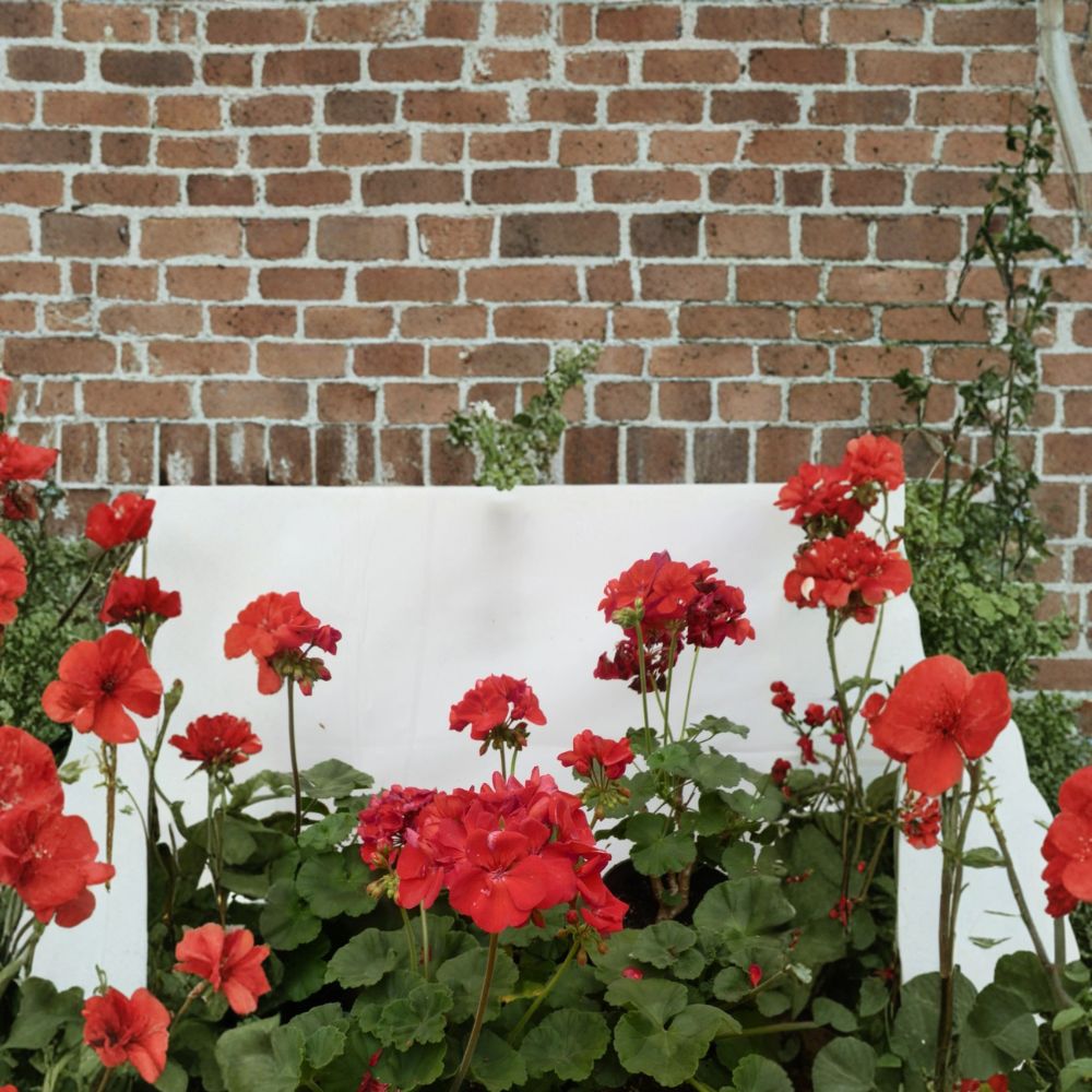 Presto Dark Red Geranium Plant | 4.5 Inch Pot | Deep Red Flowers | Pelargonium spp. | Patio & Porch Friendly