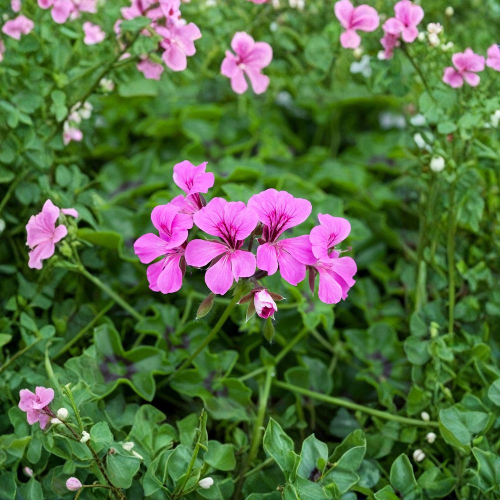 Ivy Geranium Seeds - 15 Trailing Light Purple Pelargonium - Ideal for Hanging Baskets & Containers - Pelargonium peltatum