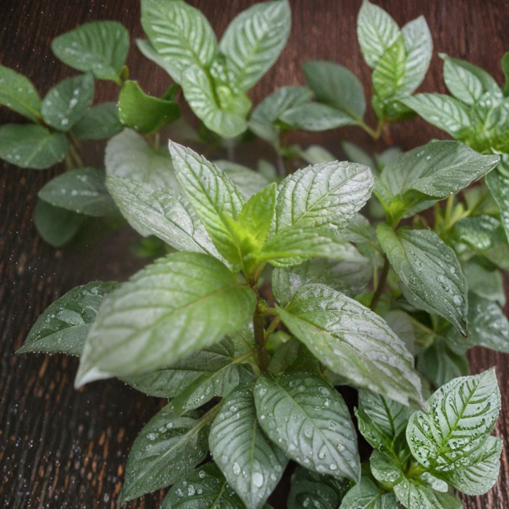 Peppermint Mint Cuttings | 3 Organic Unrooted Cuttings | Aromatic Culinary Herb | Mentha × piperita | Easy to Root