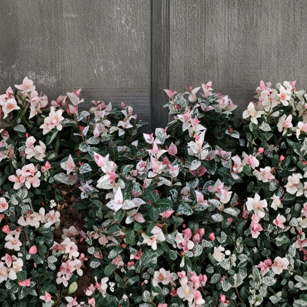 Snow N Summer™ Asian Jasmine Plant | 1 Quart | Variegated Evergreen Groundcover | Fragrant Vine | Trachelospermum asiaticum