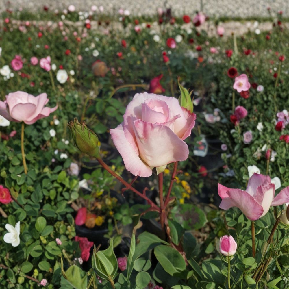 Kordes Perfecta Hybrid Tea Rose Live Plant | 5 Gallon Everblooming Rose Bush | Rosa Hybrid Tea 'Kordes Perfecta'