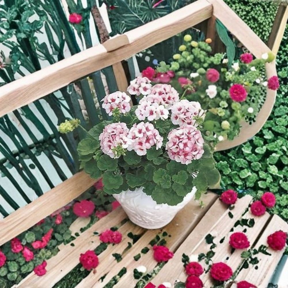 Pelargonium Seeds | 1,000 Seeds | Maverick Star Geranium | Blush Pink Blooms with Deep Pink Eye | Easy to Grow Garden Flower