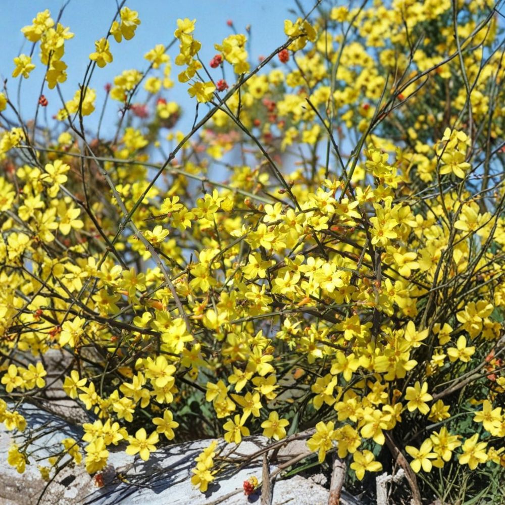 Winter Jasmine Plant 1 Gallon Live Shrub Yellow Flowers Jasminum nudiflorum - Early Spring Blooming Bonsai Suitable