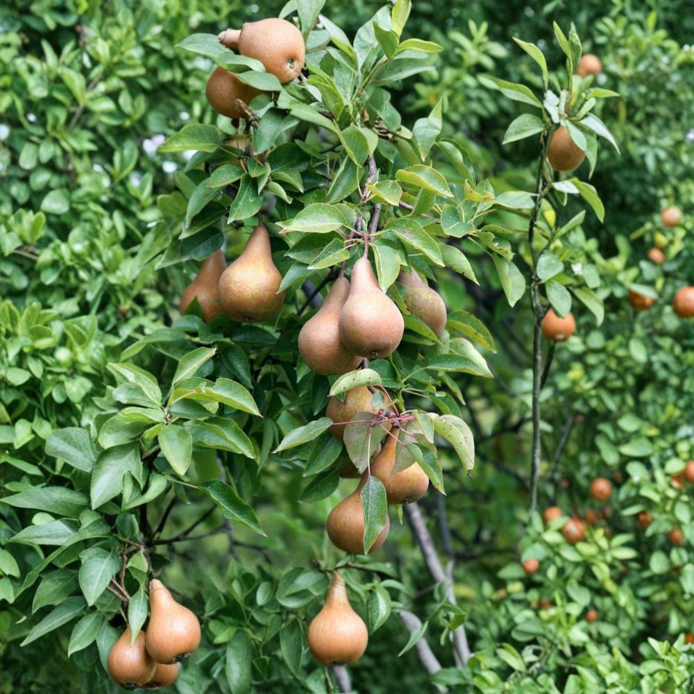 Bosc Pear Tree - Bare Root 3–4 Ft - European Pear (Pyrus communis) - Sweet Firm Fruit - OHxF 333 Rootstock
