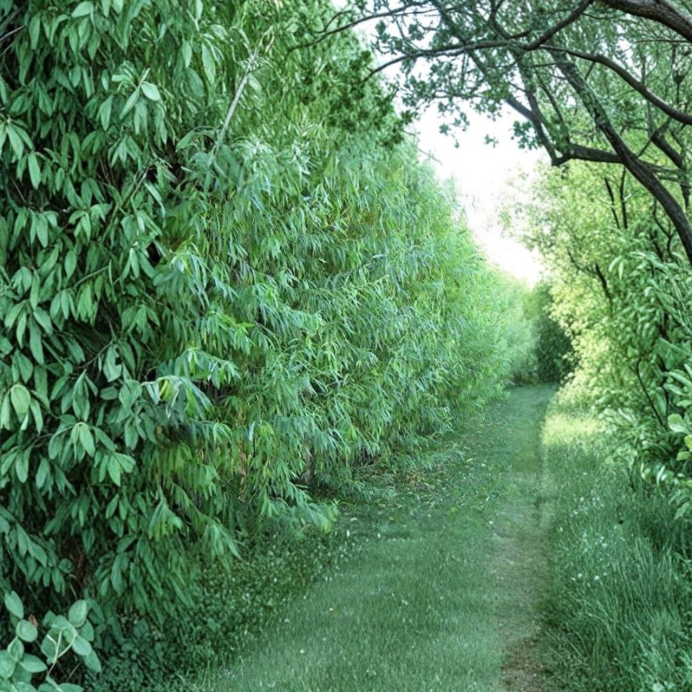 Hybrid Willow Trees 26 Pack | Fast Growing Austree Willow Starter Plants | Bare Root Shade & Privacy Trees | Salix spp.