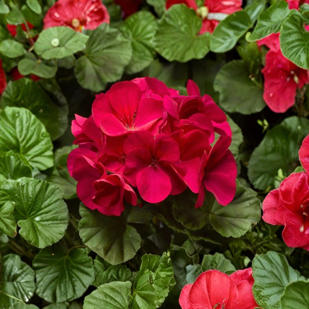 Pinto Premium Violet Geranium Plants – 6 Baby Plug Plants | Pelargonium × hortorum | Annual Flowering | Patio & Garden Friendly