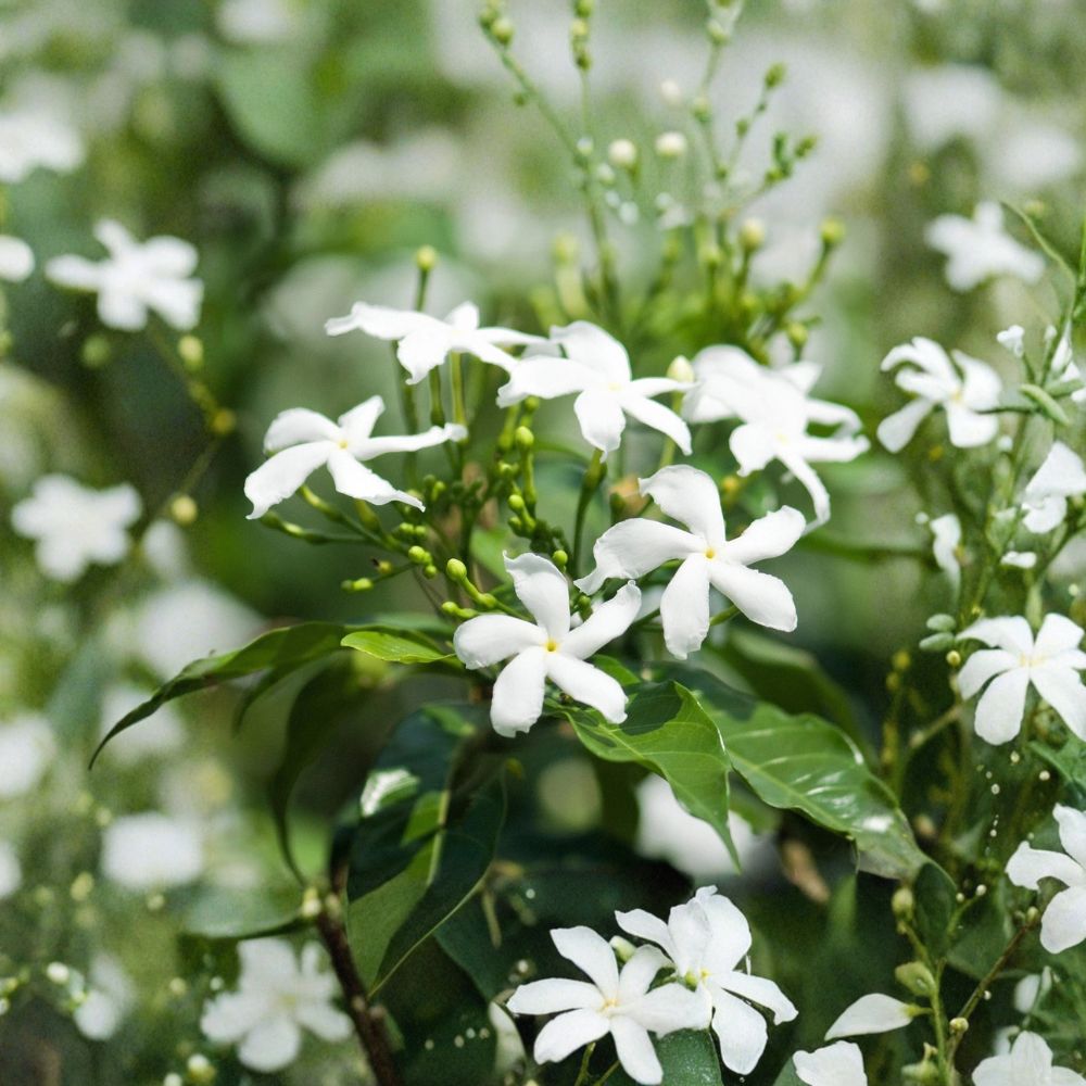 Star Jasmine Live Plant 4 Inch Pot Fragrant Climbing Vine Trachelospermum jasminoides Evergreen Confederate Jasmine