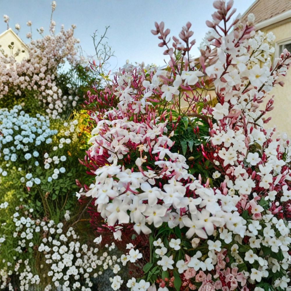 Pink Jasmine Plant Starter | Rooted in Pot | Fragrant Climbing Vine | Jasminum polyanthum | Indoor Outdoor Garden