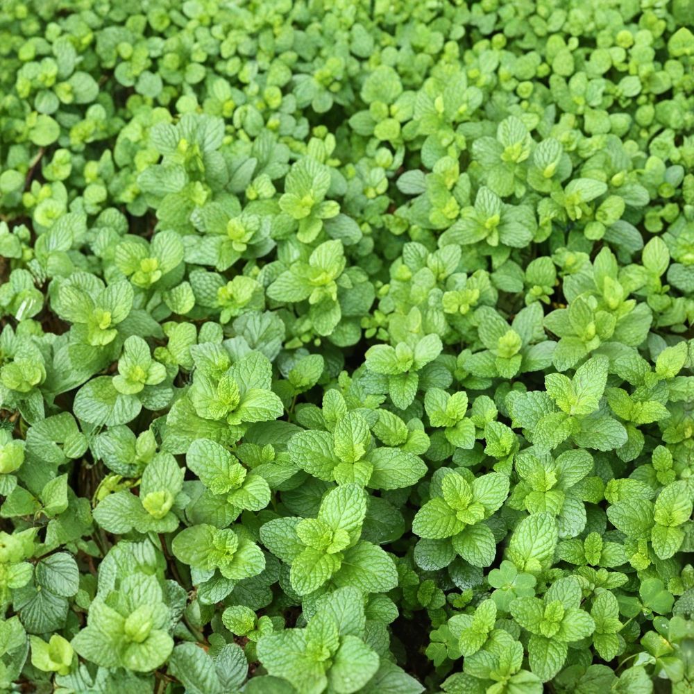 Spearmint Mint Cuttings | 6 Organic Unrooted Cuttings | Mentha spicata | Culinary Herb Starter for Easy Home Gardening